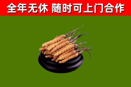 西沙回收冬虫夏草
