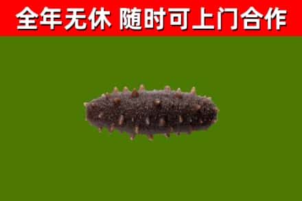 西沙回收海参干